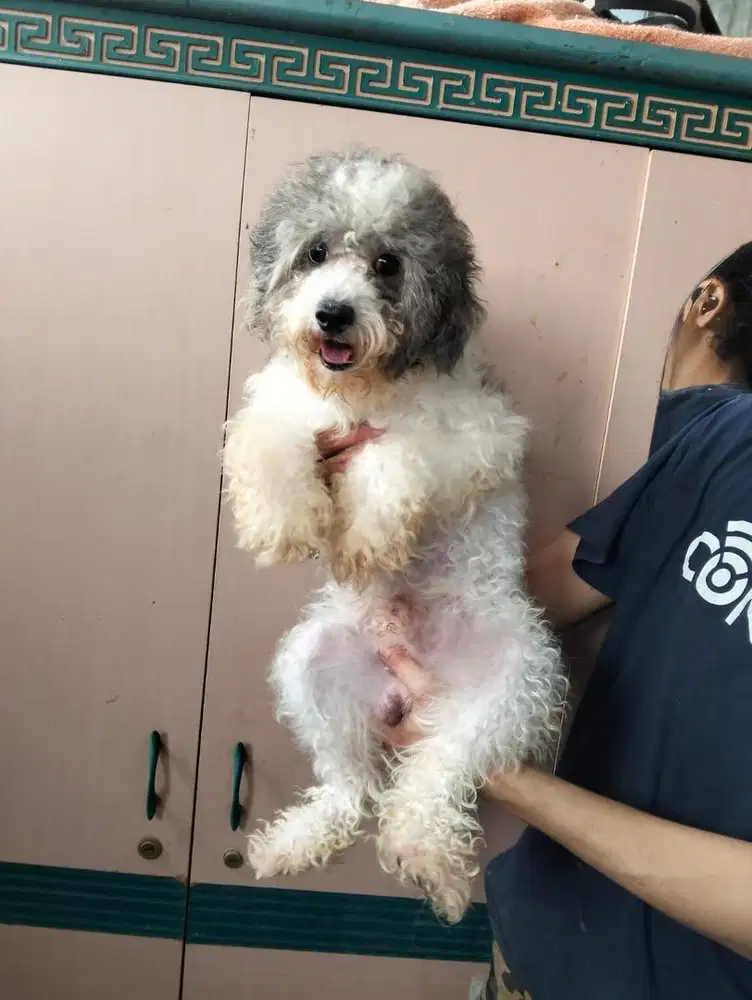 Pejantan Poodle party Miniature