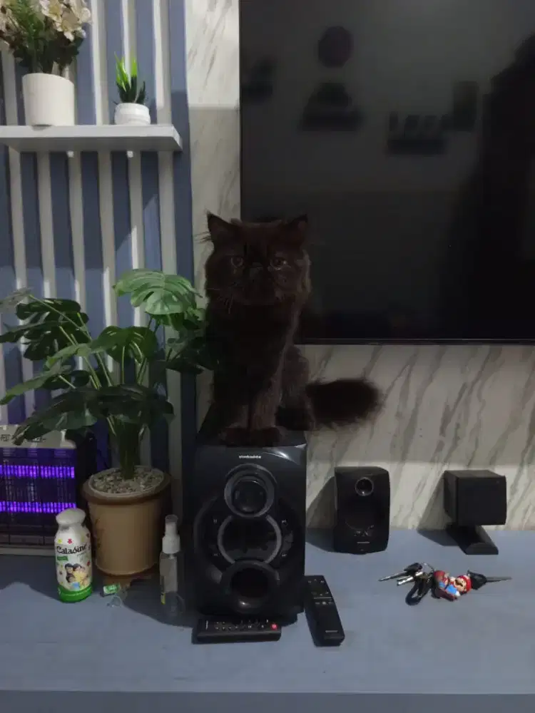 Kucing peaknose jantan