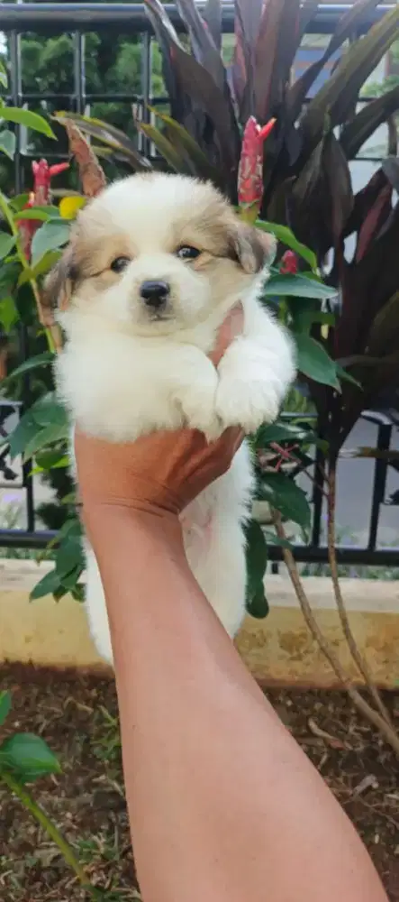 Puppy Shihpom mungil dan gembul