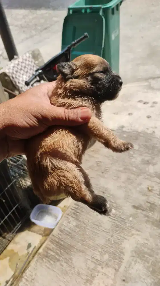 Puppy toy poodle betina 1 bulan