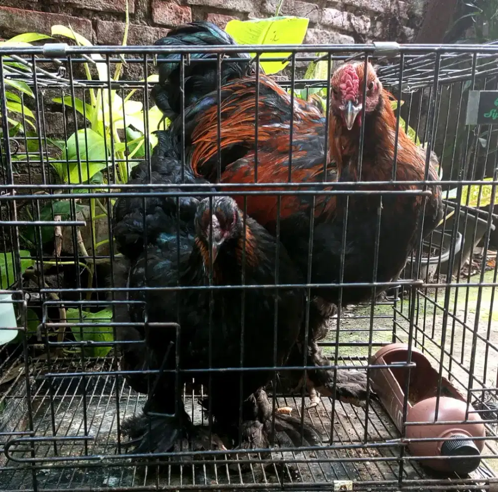 AYAM BRAHMA BLACK SEPASANG