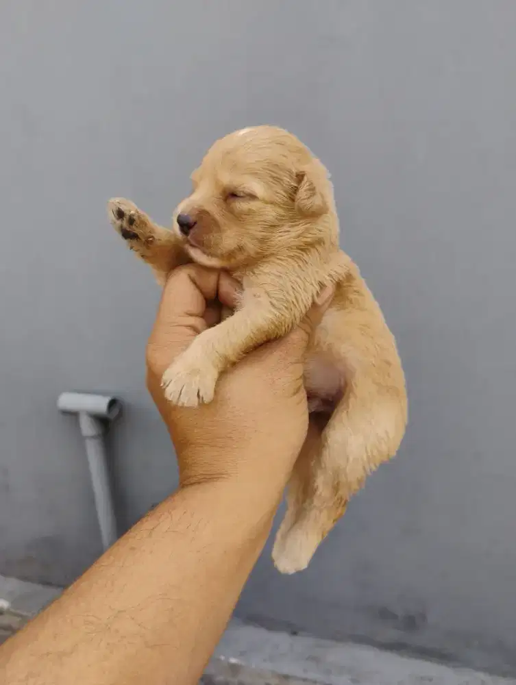 Anjing toy poodle jantan 1 bulan