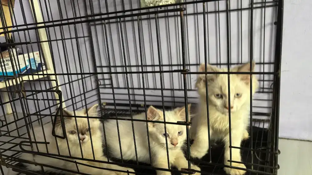 Kitten himalaya usia 4 bulan