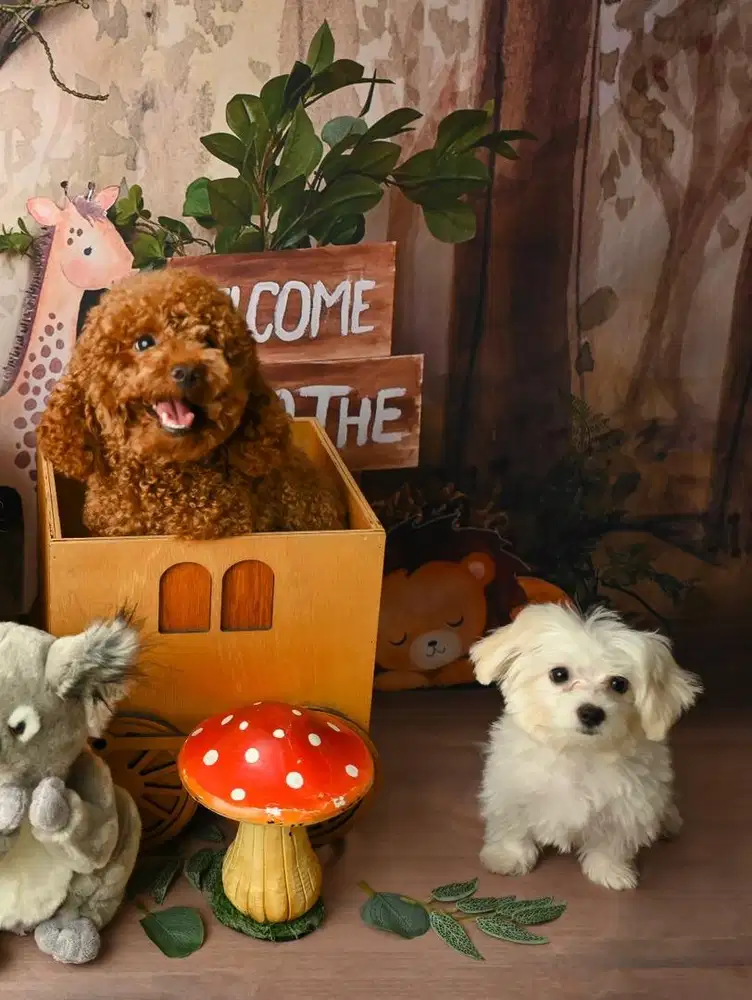 OPEN ADOPT - POODLE & MALTEESE BETINA