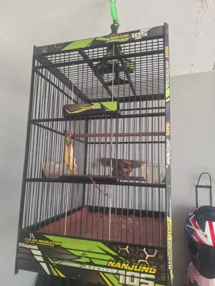 Cucak rowo muda gacor