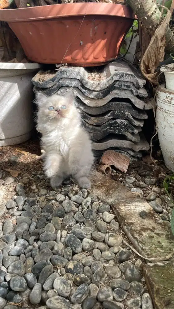 Kitten  jantan long haair
