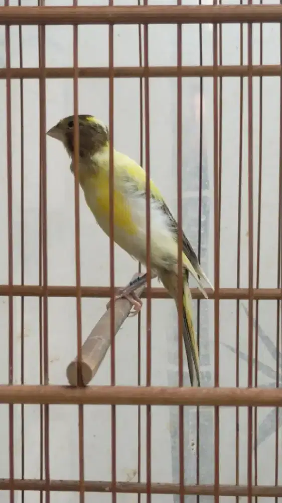 Burung kenari f1sfbb paud/anak