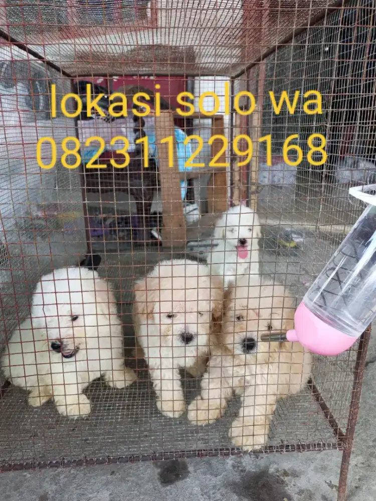 Jual anjing pudel umur 1,5bulan