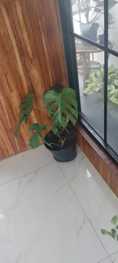 Tanaman Hias kurang tau jenis apa