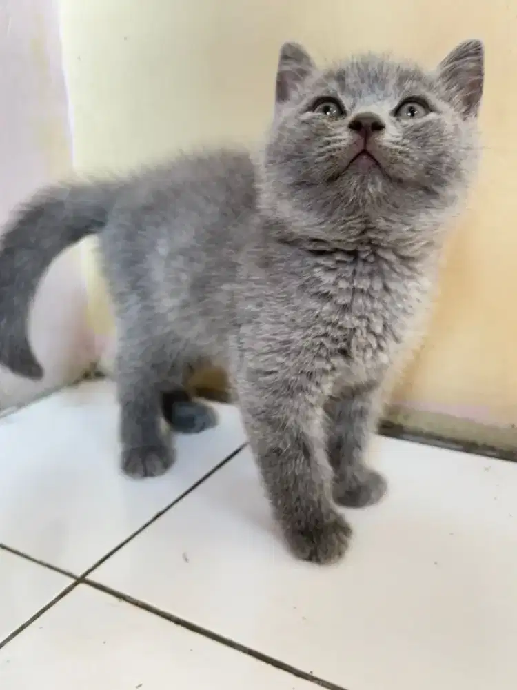 BSH KITTEN MURNI