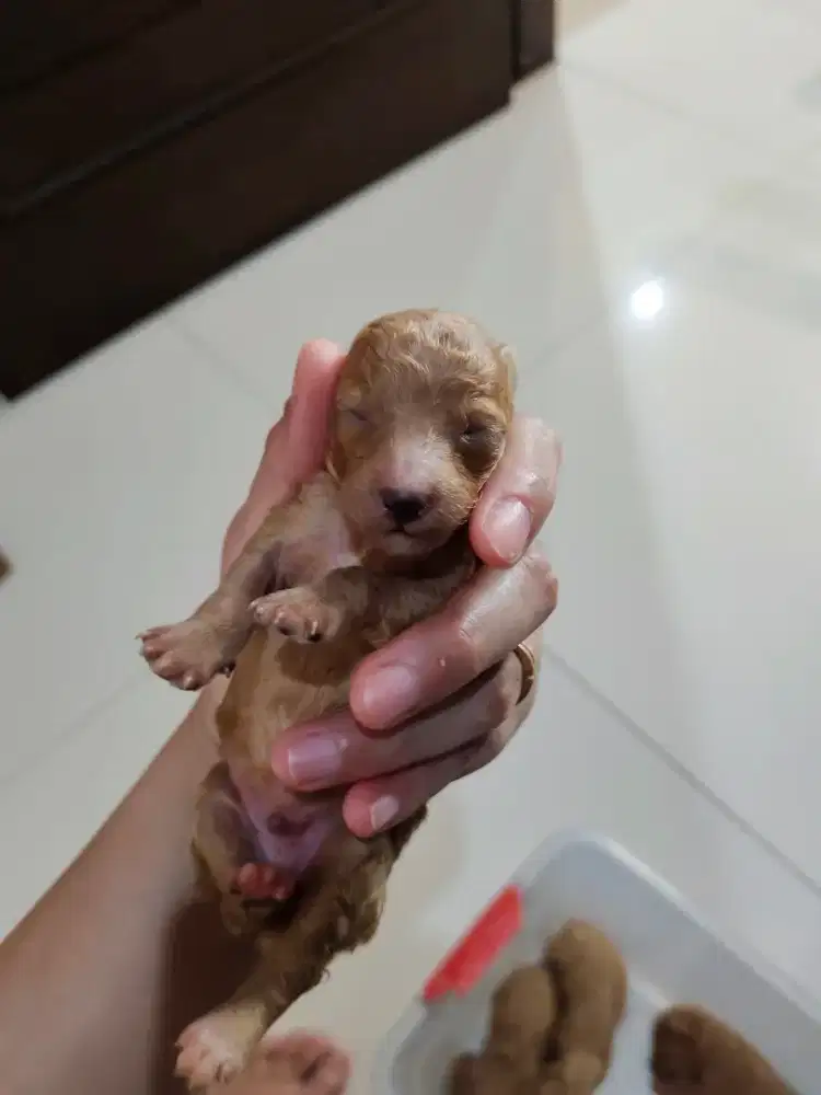 Open booking Poodle Puppy DOB 10 Nov 2025