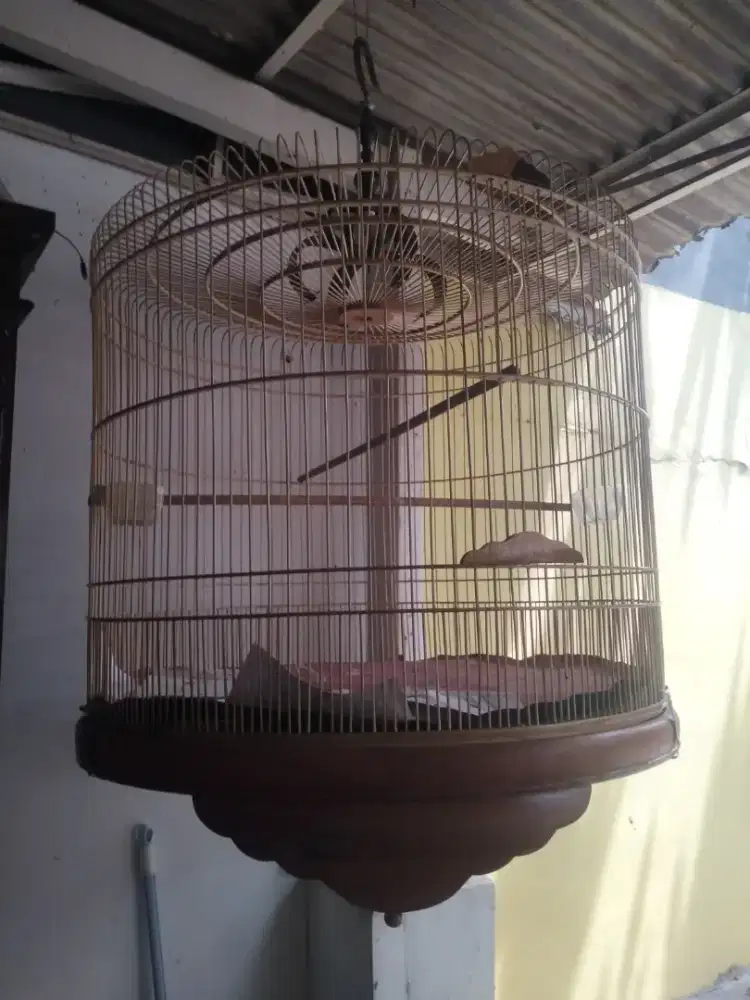 Kandang Murai Big