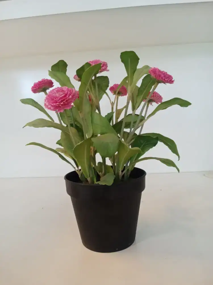 Tanaman Hias Pot Bunga Pink