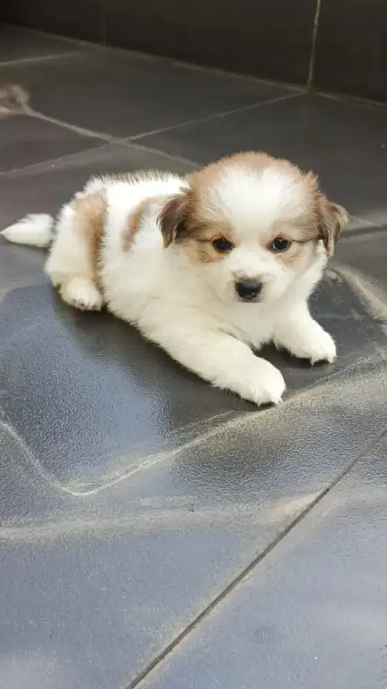 Puppy Shihpoo  jantan