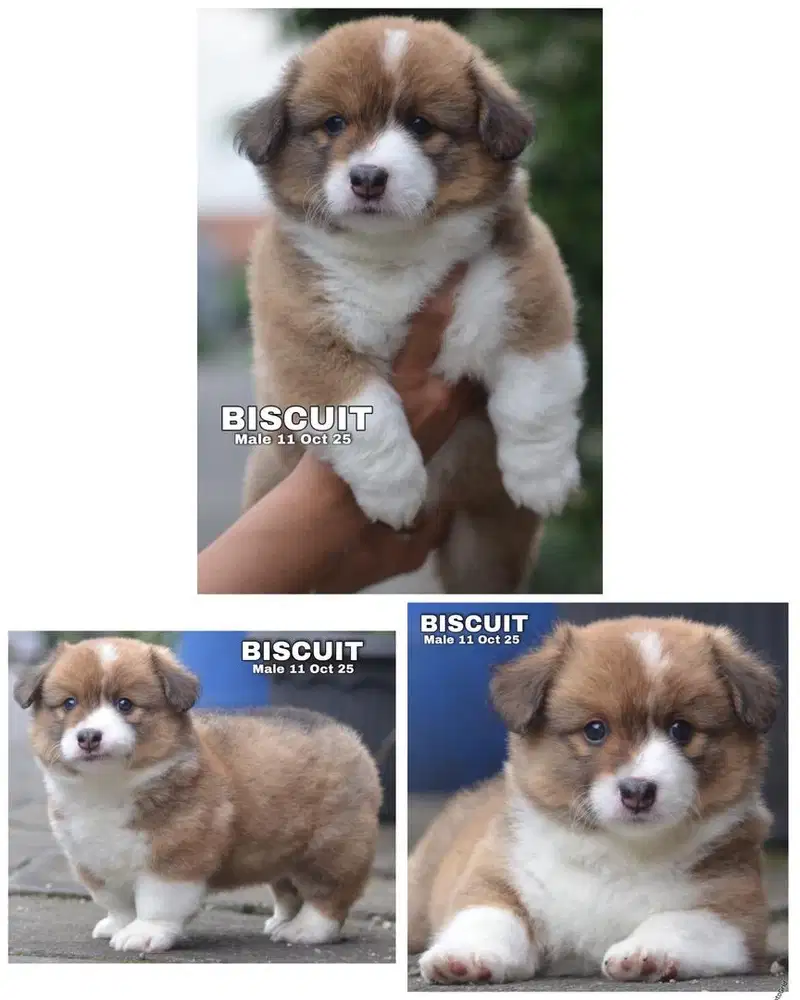 Corgi puppy long hair jantan stambum