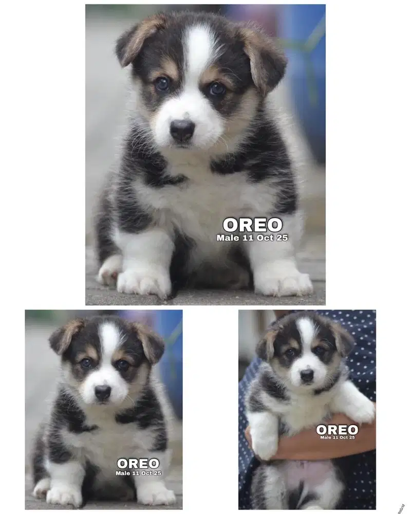 Corgi puppy jantan & betina stambum