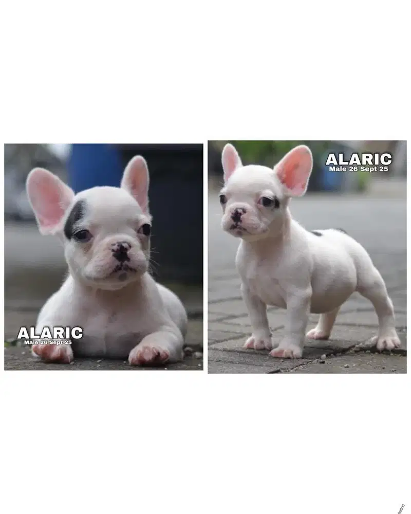 French bulldog puppy stambum