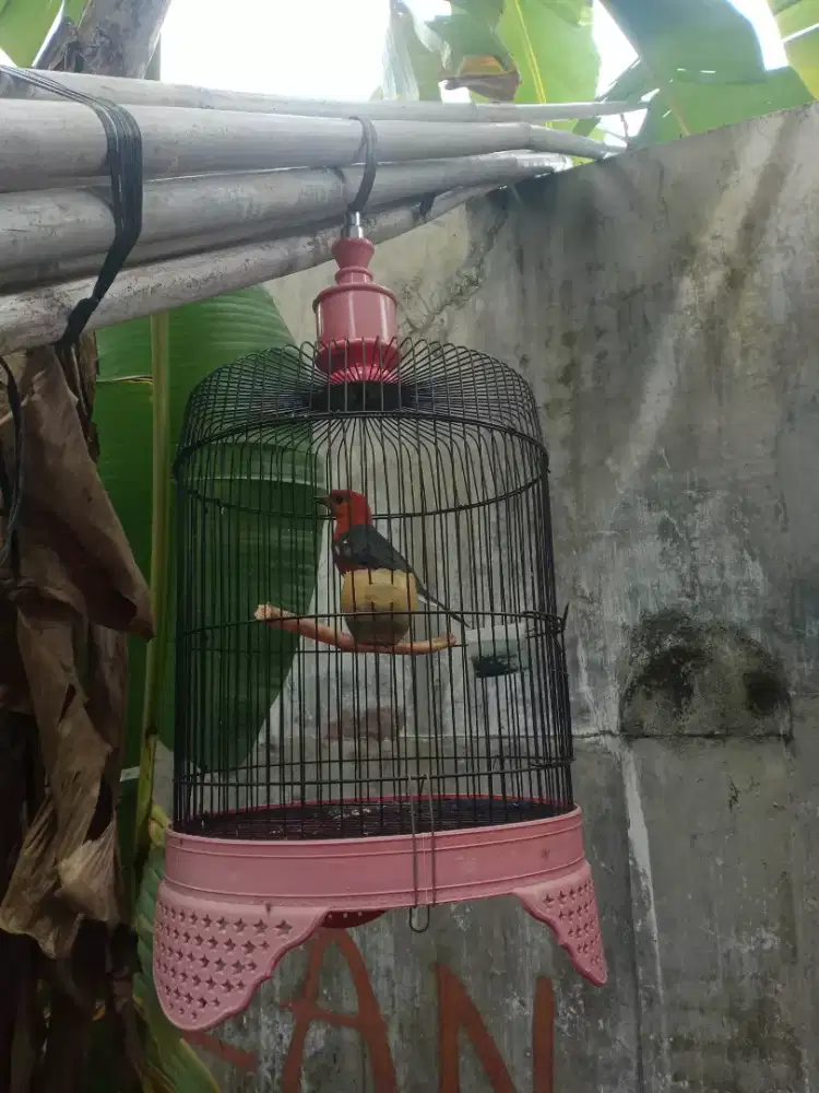 Anis merah jantan pernah plong teler