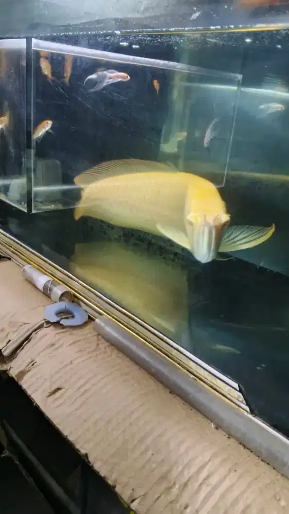 Jual Aqurium beserta isinya