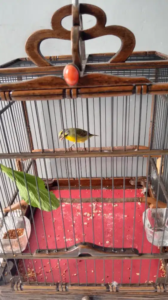Burung Mozambik jantan Remaja