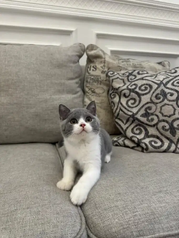 Lepas adopt BSH ped wcf