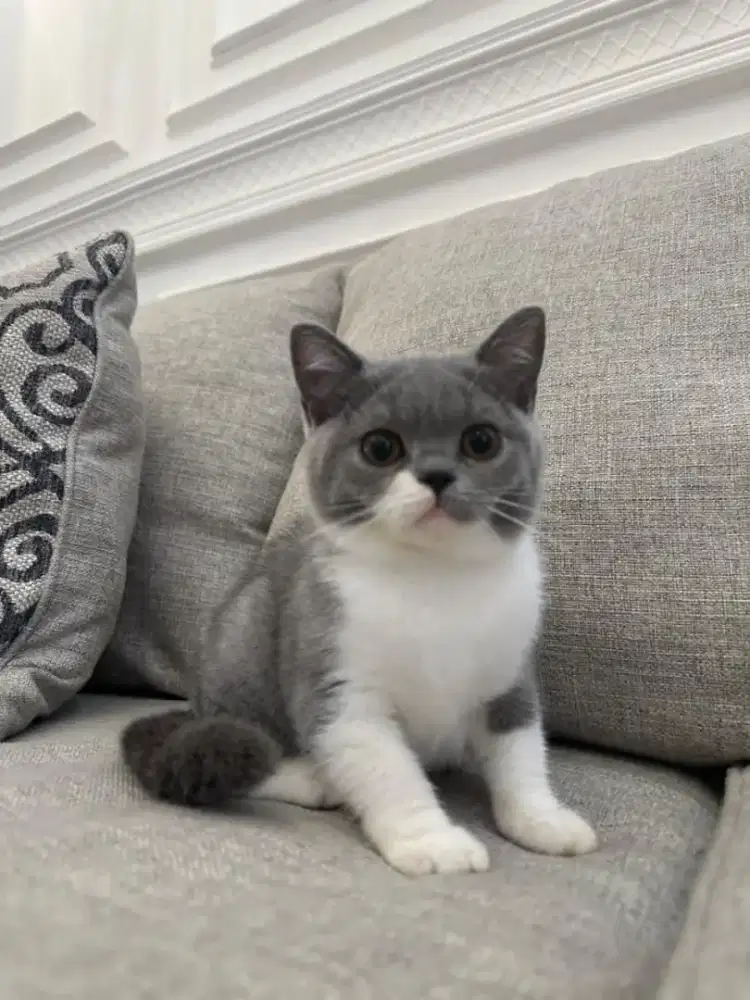 Lepas adopt BSH ped wcf