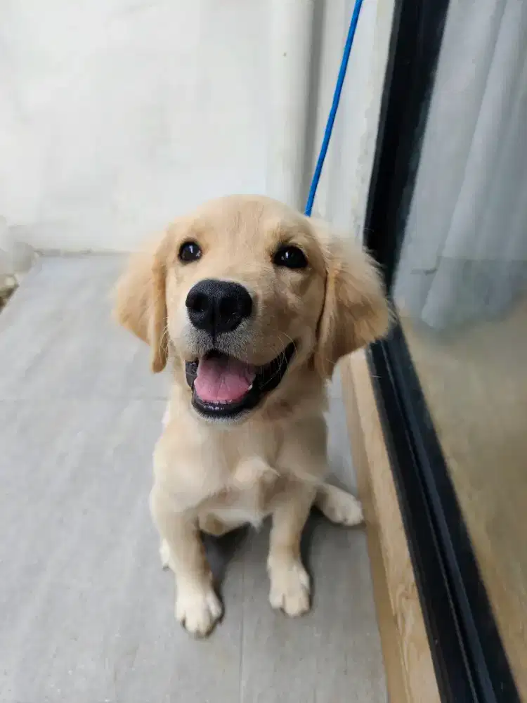 Anjing Golden Big Born