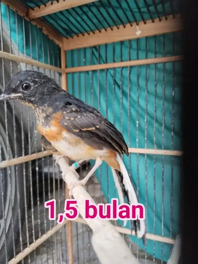 Murai Jantan Gini Musnah Kalian Penipu