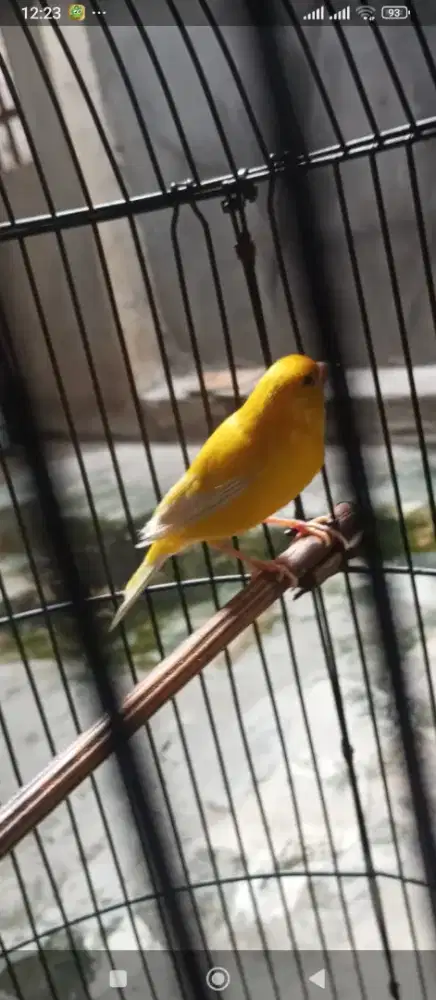 Jual kenari extra joss