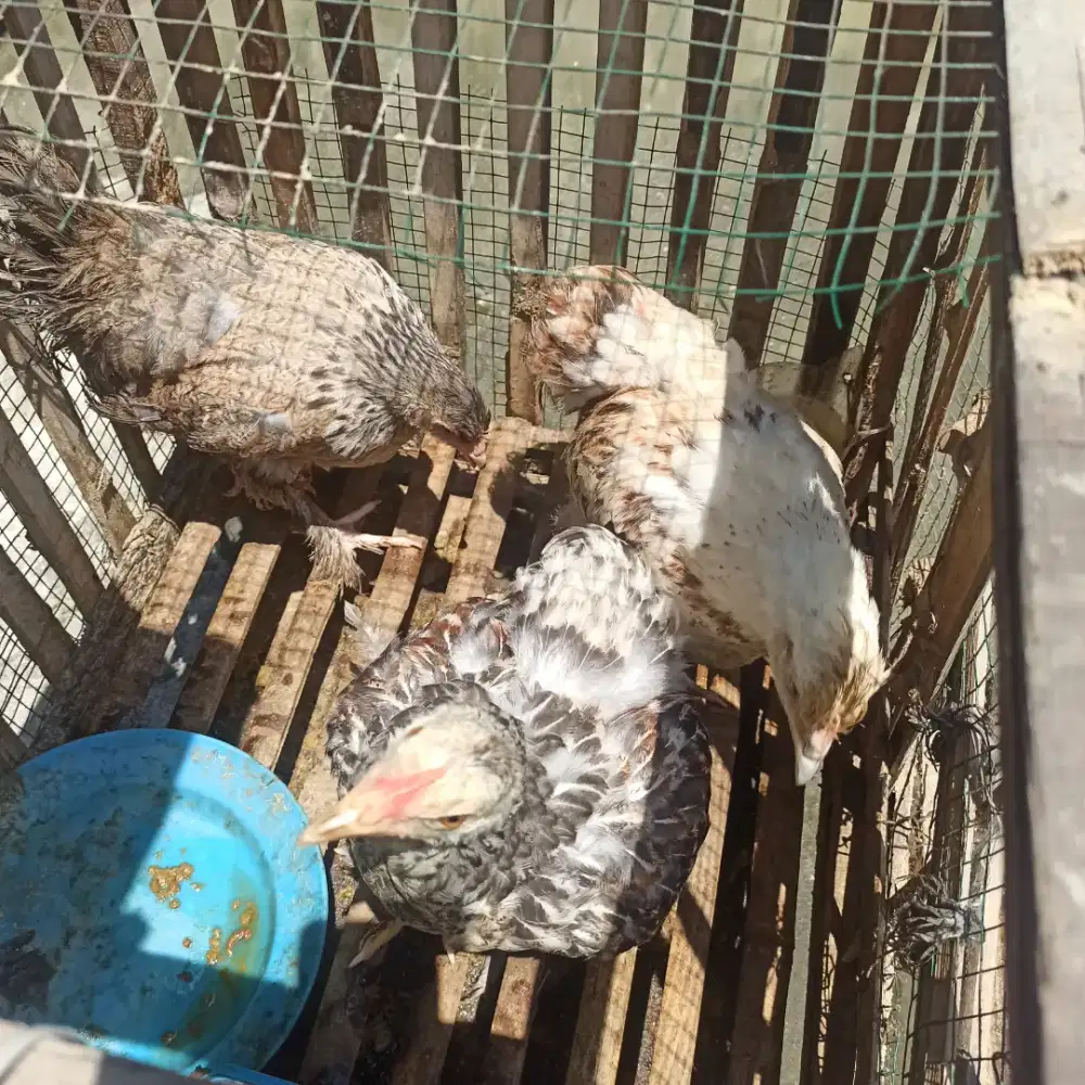 Ayam Brahma sehat dan doyan makan