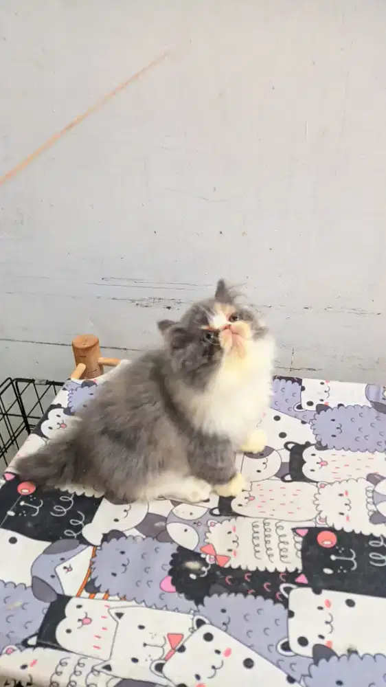 Kucing persia peaknose B