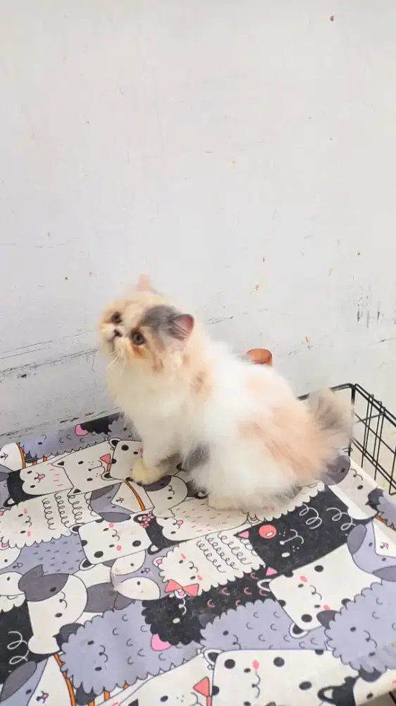 Kucing persia peaknose betina