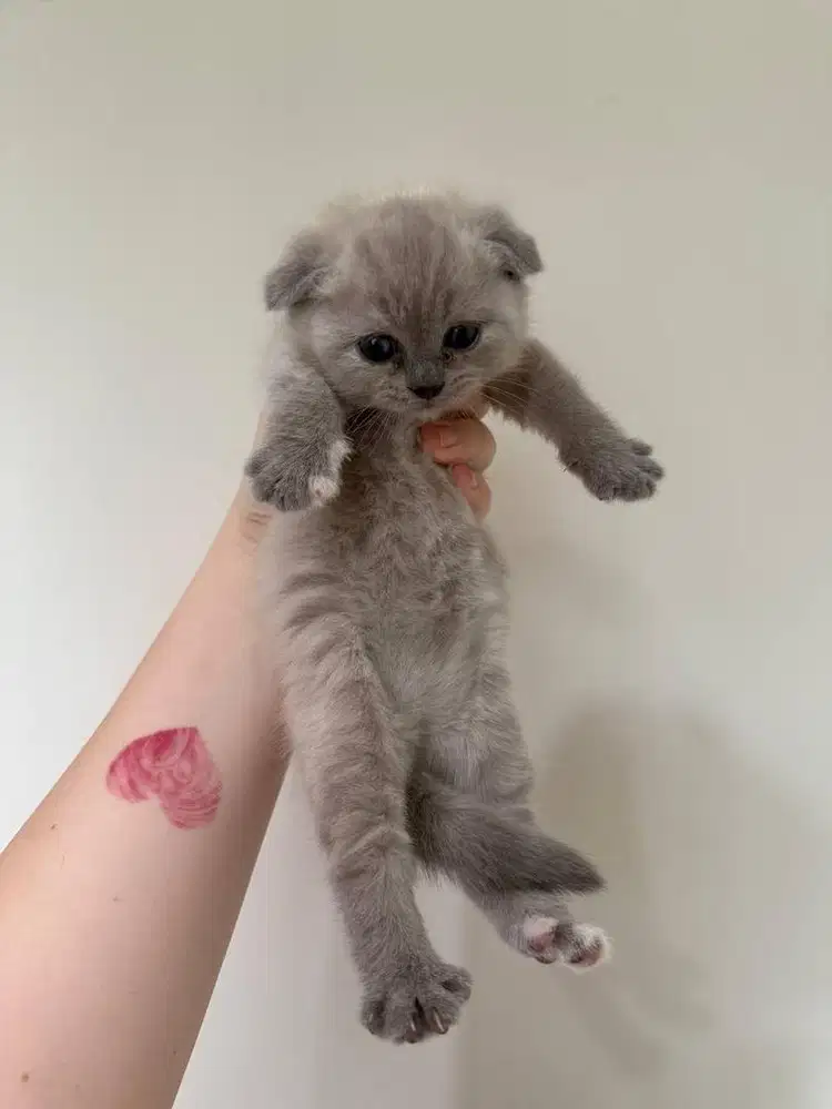 Scottish Fold / Fortune kitten anak kucing