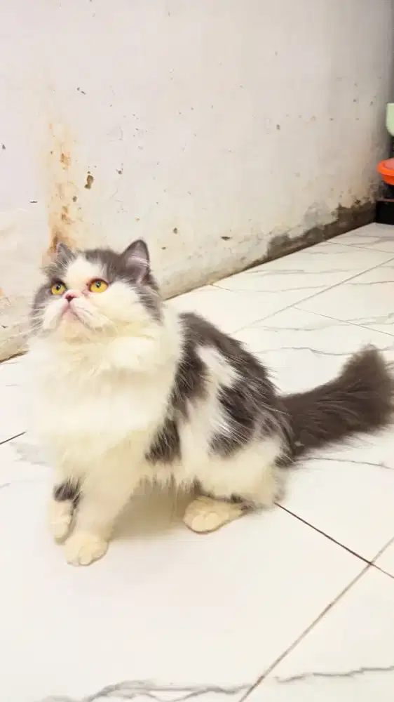 Kucing persia flatnose indukan
