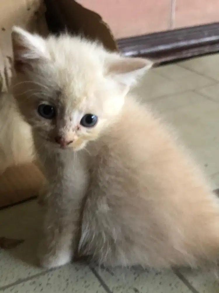 Kucing Kitten persia