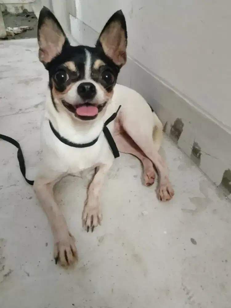 Chihuahua three colour