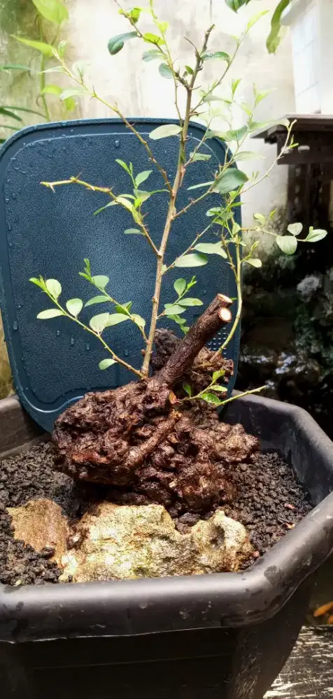 Bonsai bidara otr