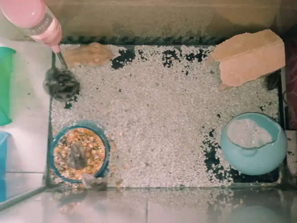 Hamster Syrian jantan dan betina