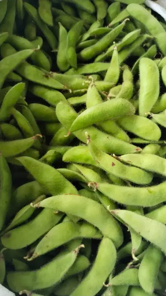 Kacang edamame kacang Jepang buat MBG