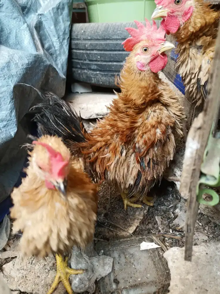 Ayam Kate Walik Jantan