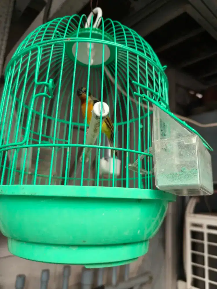 Di jual burung kolibri wulung trotol