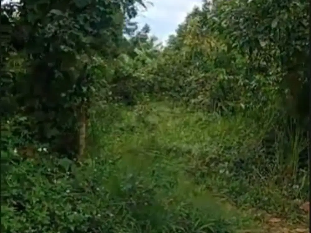 Dijual Tanah Kebun di Daerah Jonggol Kab.Bogor