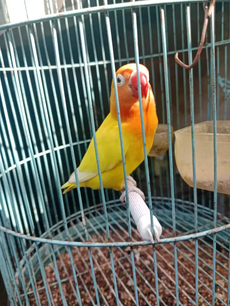 Burung lovebird luntino