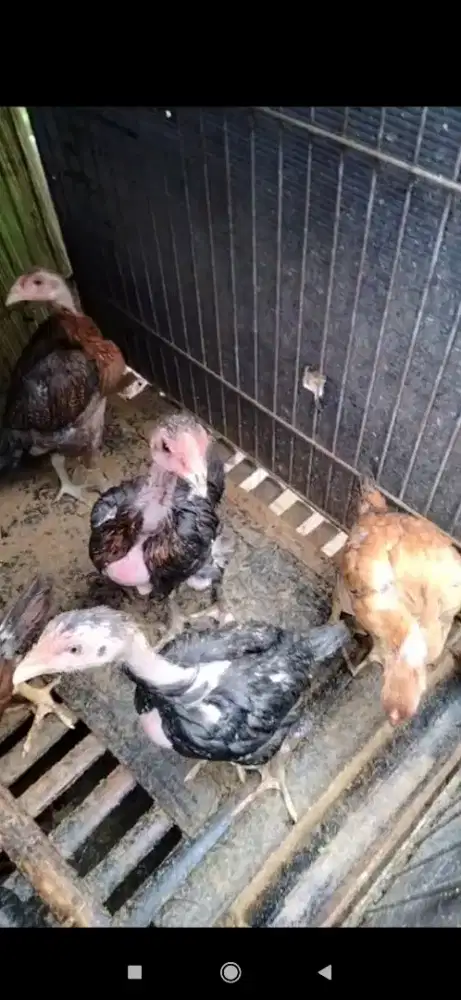 Pakoy silangan brewok