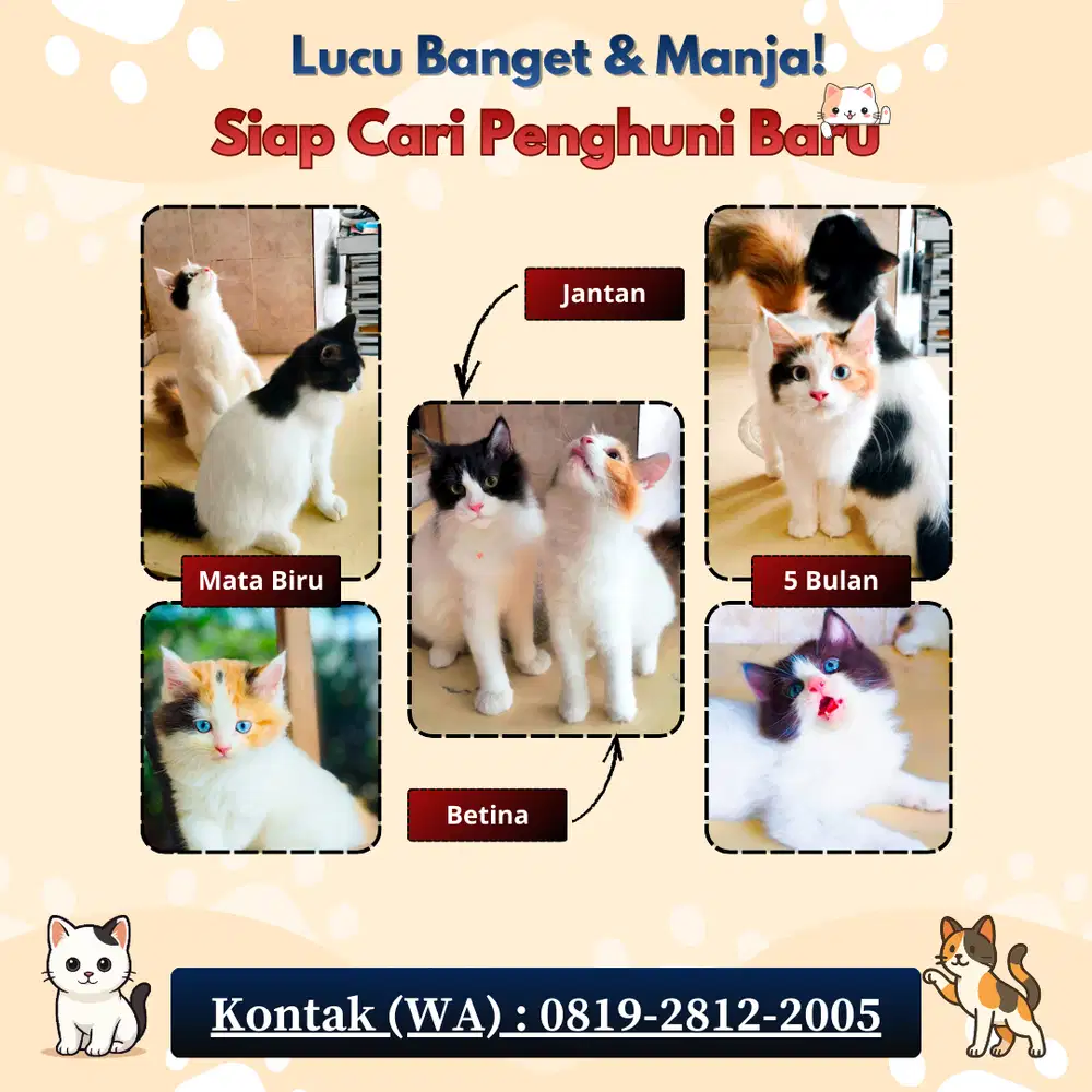 Lepas Adopsi Kitten Mix Persia Anggora 5 Bulan