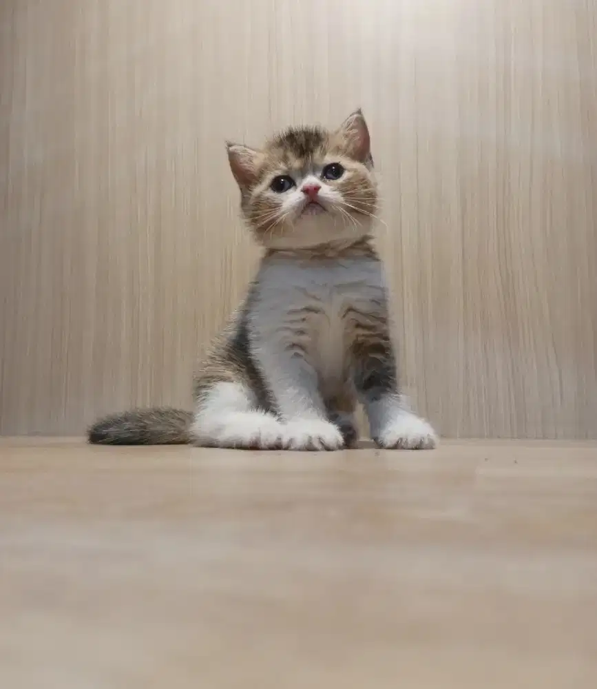 Scottish straight jantan