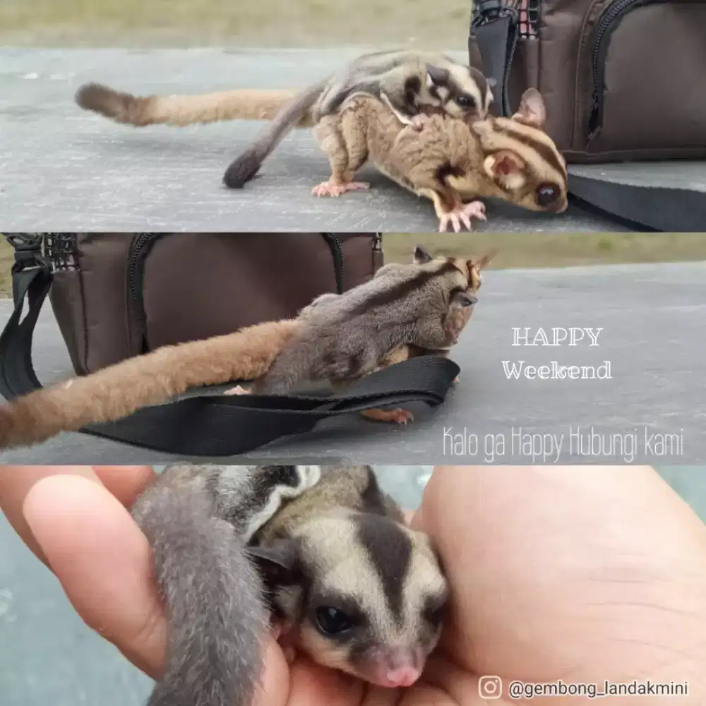 Sugar glider SG raja murah
