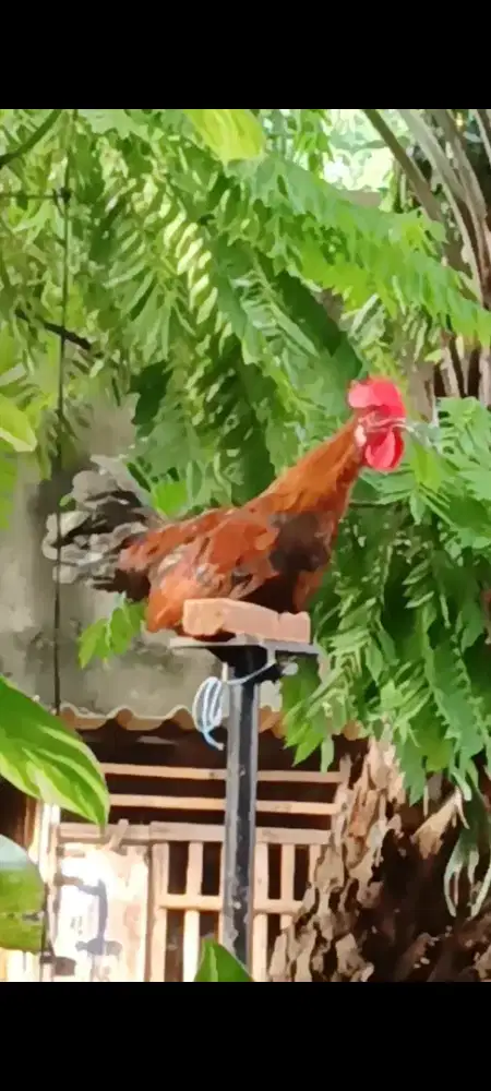Ayam ketawa muda dangdut