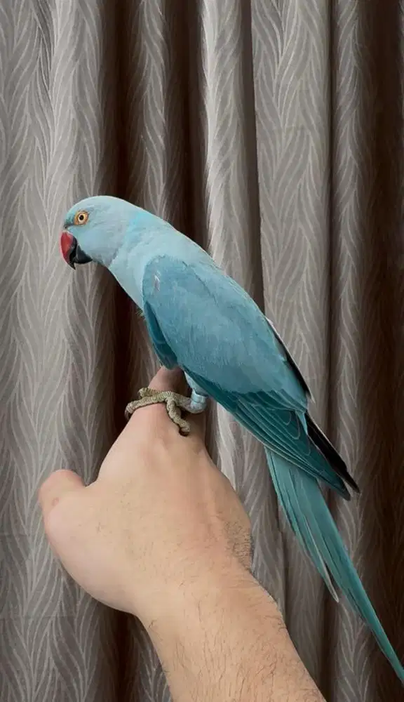 indian ringneck blue