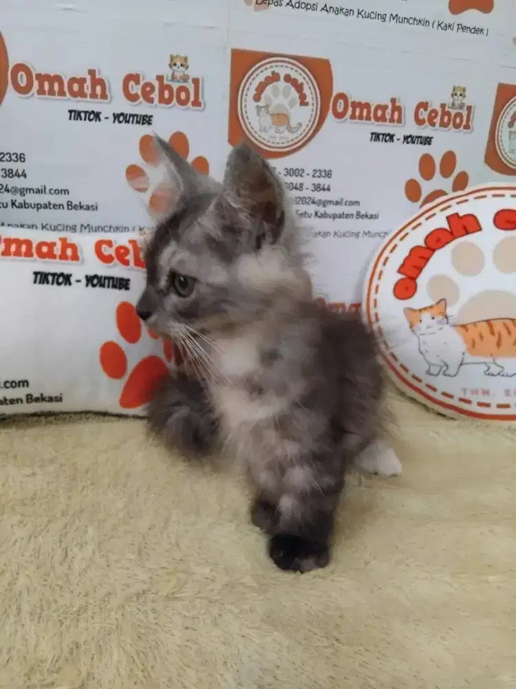 Kitten Munchkin Genetta Jantan